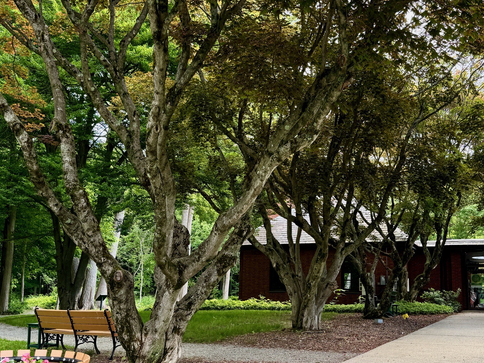 Mature trees, a bench, and a brick building in Wilbraham Center